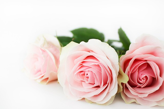 Free Rose Flower Background photo and picture