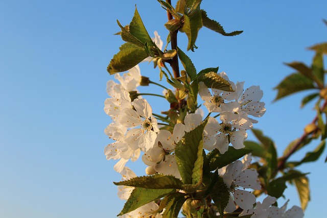 Free Spring Cherries photo and picture
