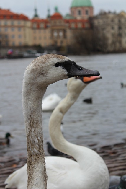 Free Swan Nature photo and picture