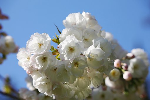 Free White Flowers Spring photo and picture