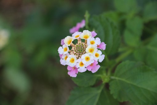 Free Flower Bud photo and picture