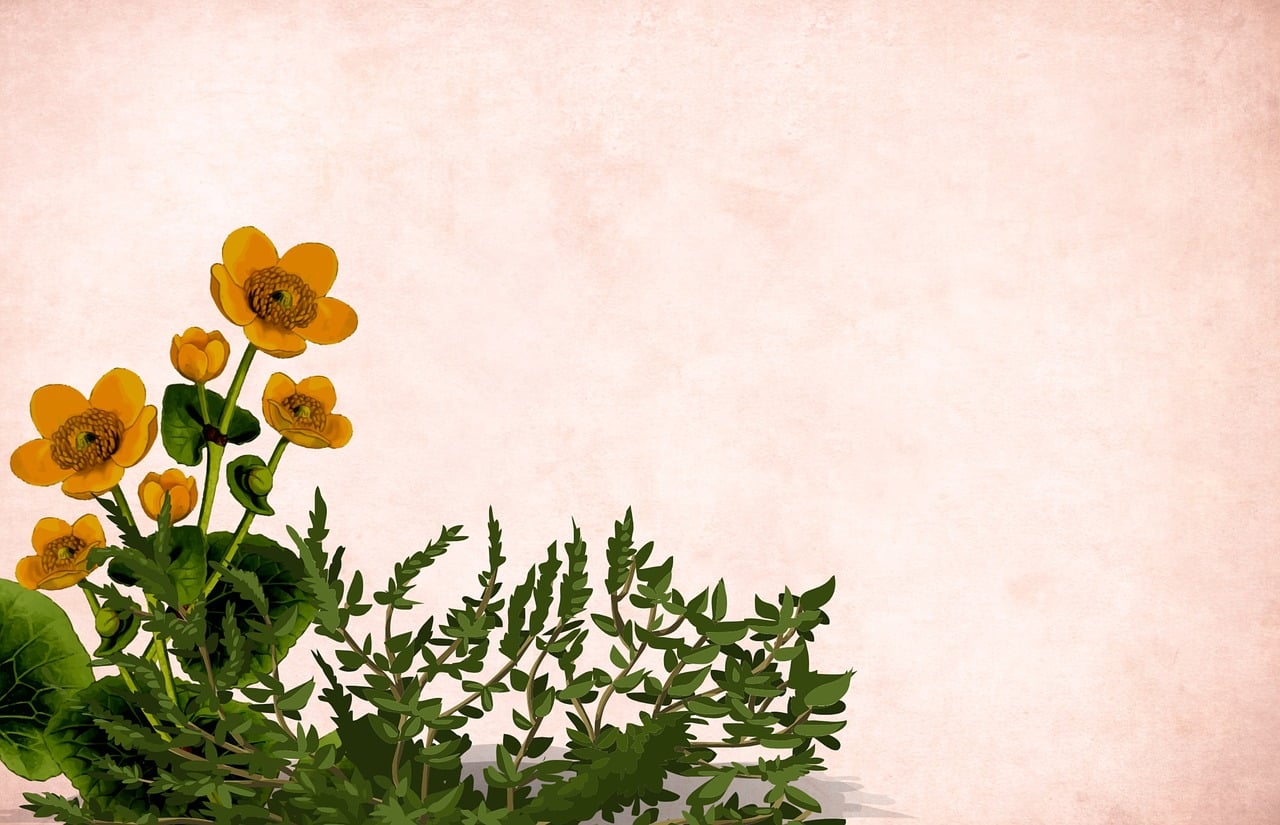Download free HD stock image of Flower Floral Free flower floral background illustration