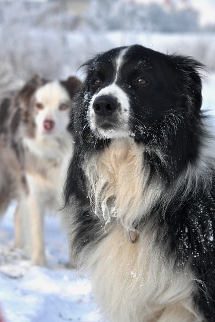 Iarna, Border Collie, Joc, Vedere