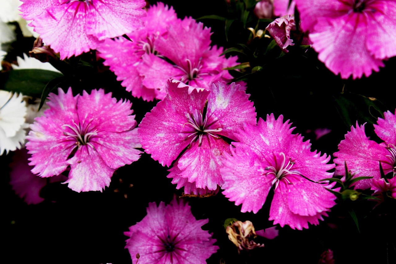 Fleur Fleurir Bloom Le - Photo gratuite sur Pixabay - Pixabay
