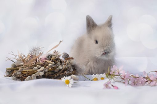 Zerghase, Hase, Tier, Ostern, Niedlich