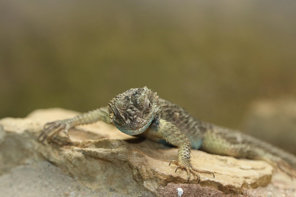 Kadal Hewan Reptil Foto Gratis Di Pixabay