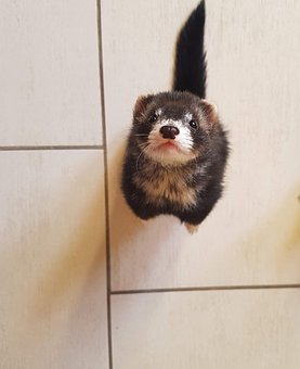 8500 Gambar Sketsa Hewan Musang Terbaik