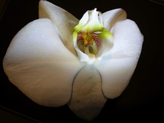 Free Blossom Bloom photo and picture