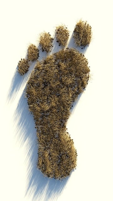 Free footprint dried up plants illustration