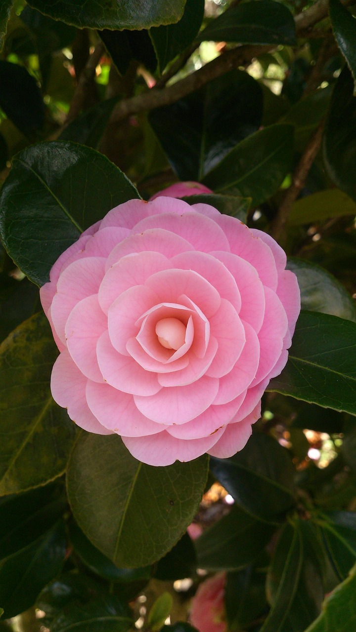 Camellia Sinensis Camelia Free Photo On Pixabay