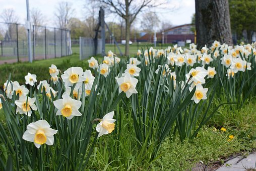 Free Flowers Yellow photo and picture