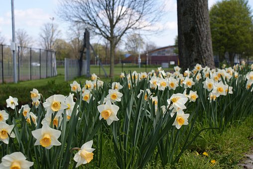 Free Flowers Yellow photo and picture