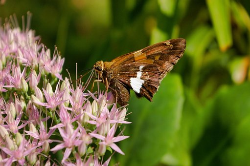 Free Moth Butterfly photo and picture