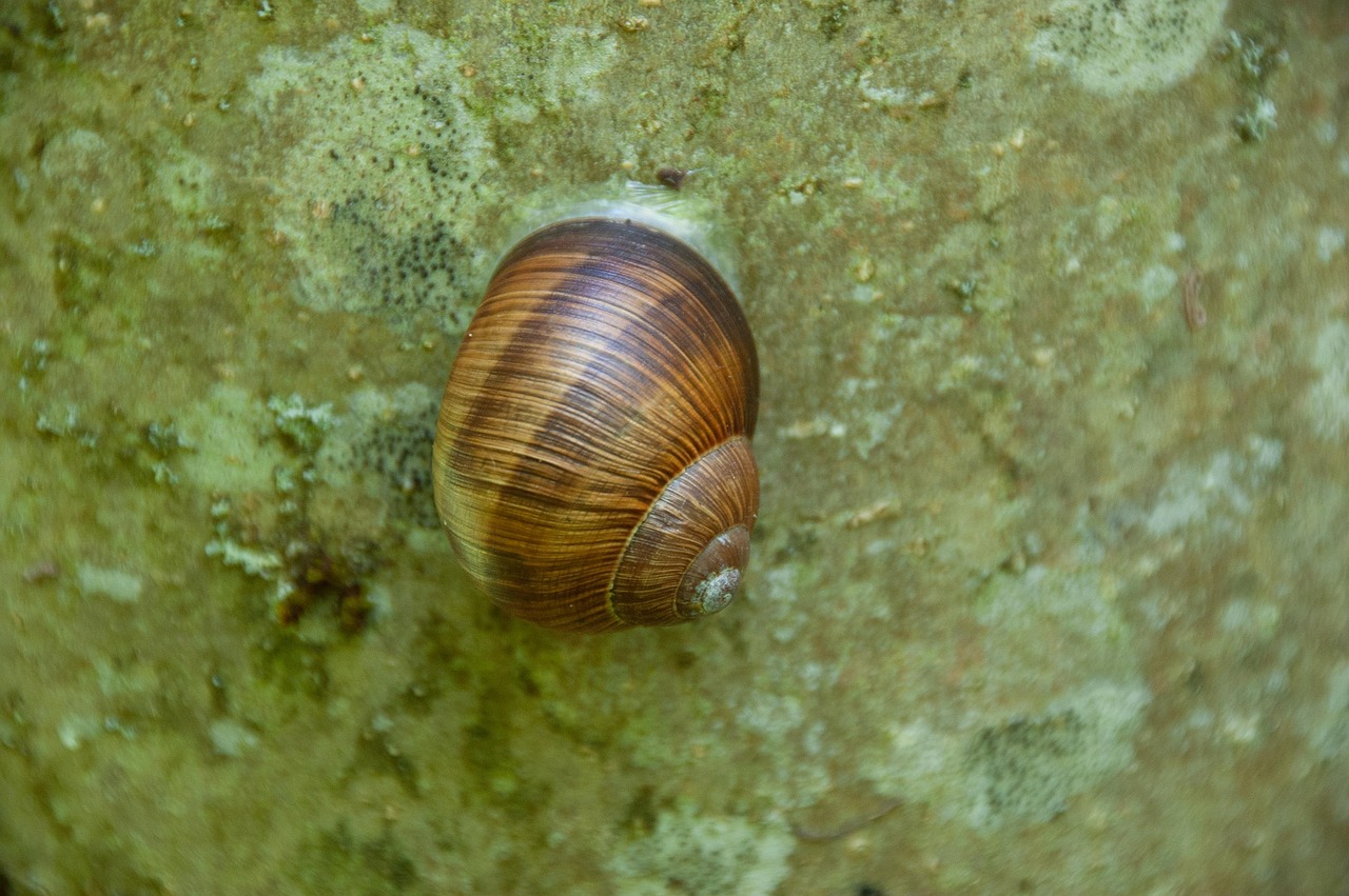 Siput Batu Alam - Foto gratis di Pixabay