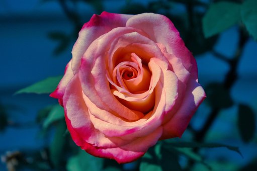 Free Rose Roses photo and picture