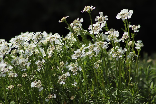 Free Gray Cress Cruciferous photo and picture