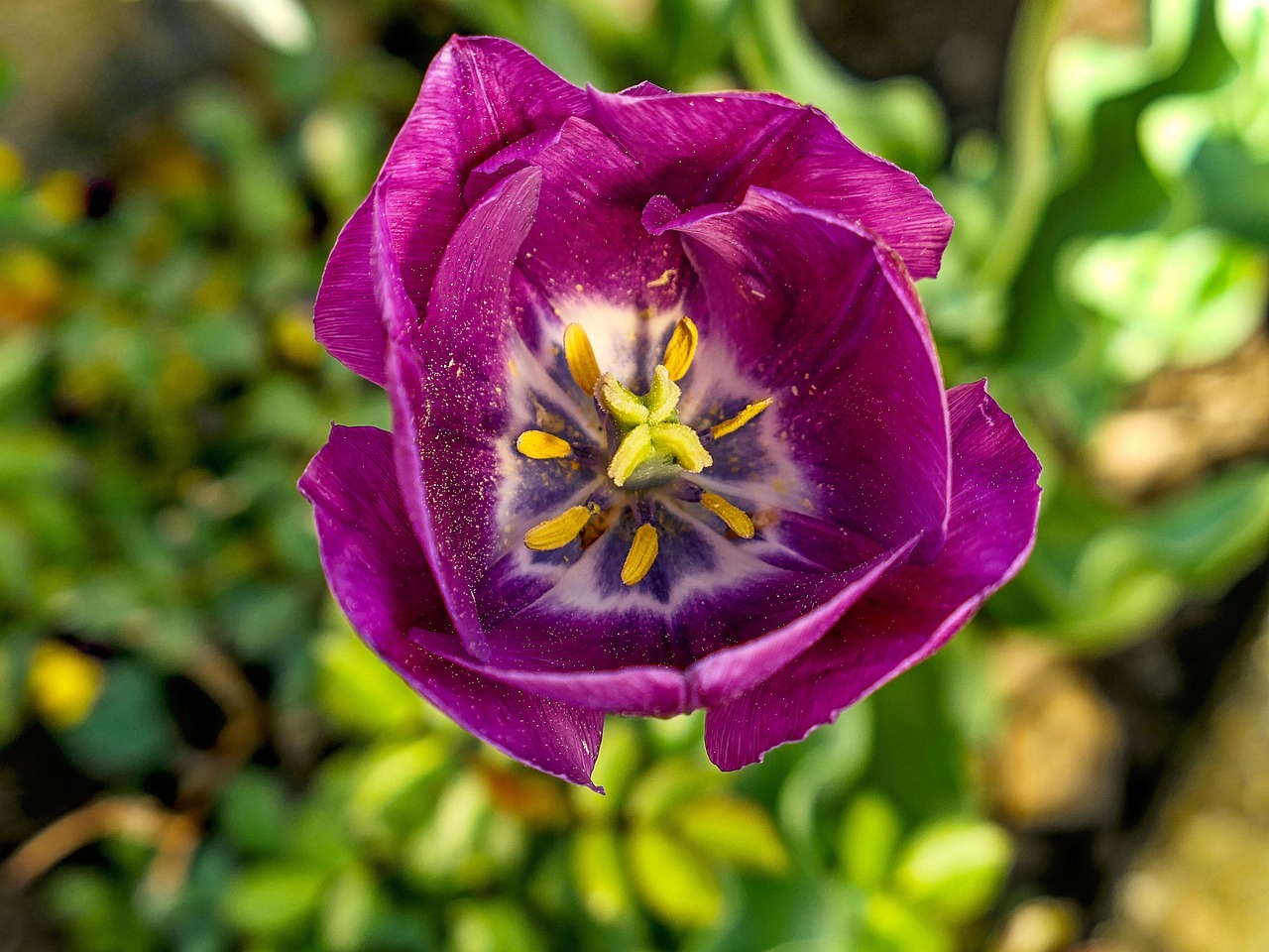 Tulip - free online jigsaw puzzle photo