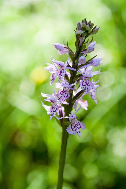 Free Dactylorhiza Orchid photo and picture