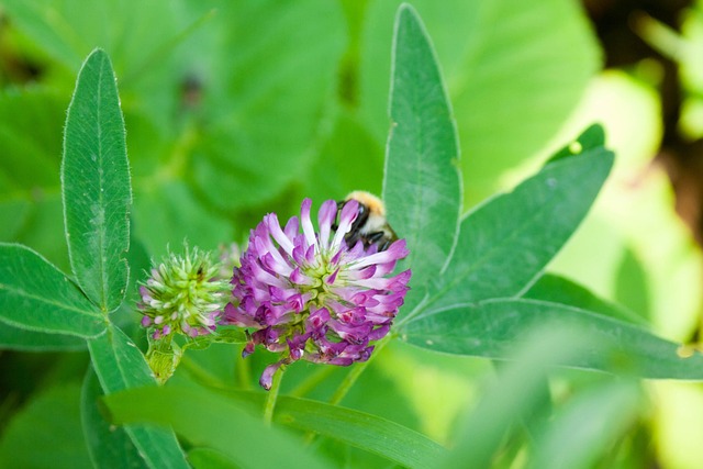 Free Trifolium Pratense Red Clover photo and picture
