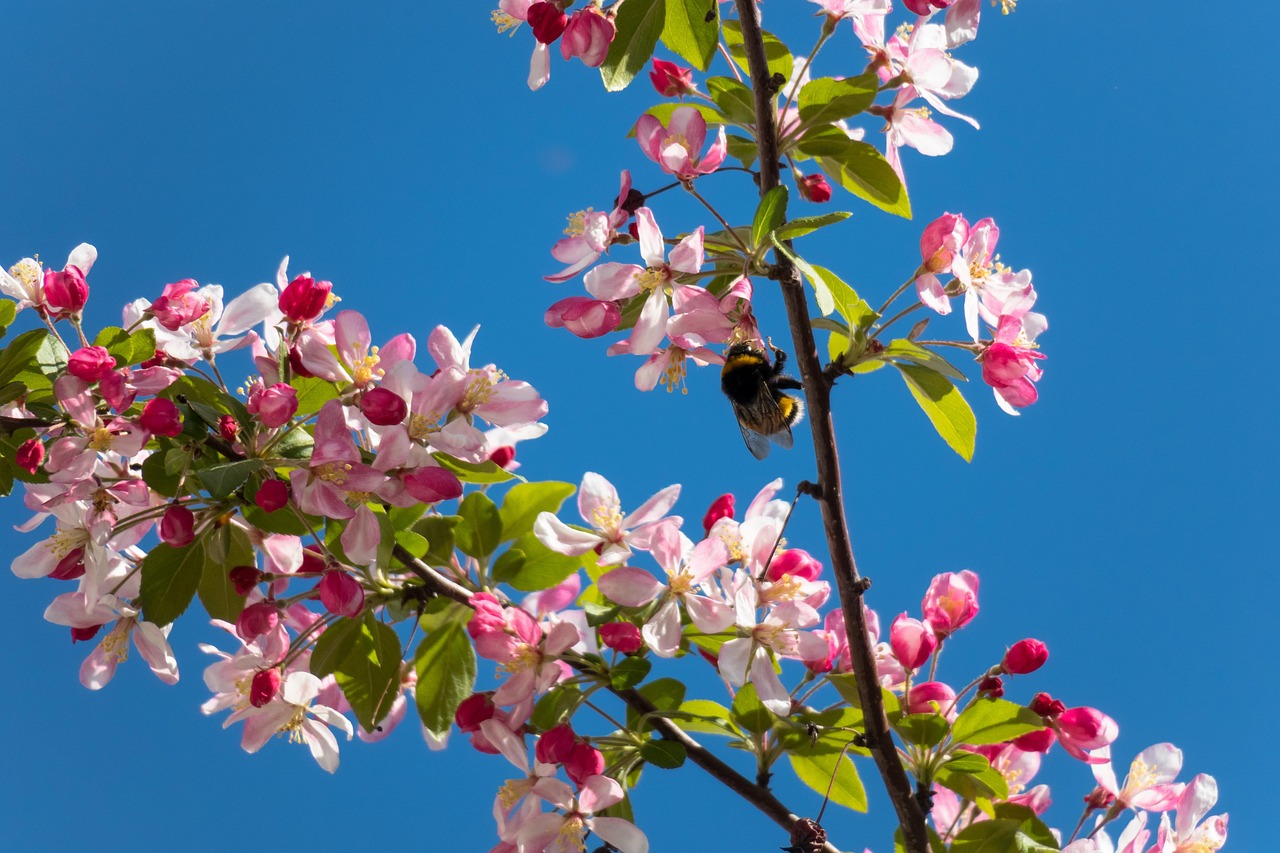 Udsmykning Blomstre Humlebi - Gratis foto på Pixabay