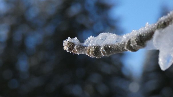 Free Macro Winter photo and picture