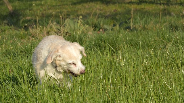 Meu cachorro come grama: é normal?