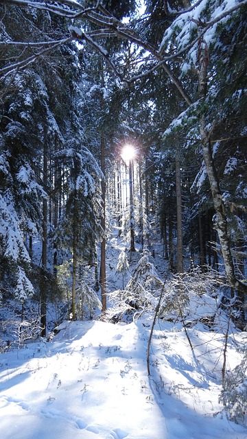 Free Winter Forest photo and picture