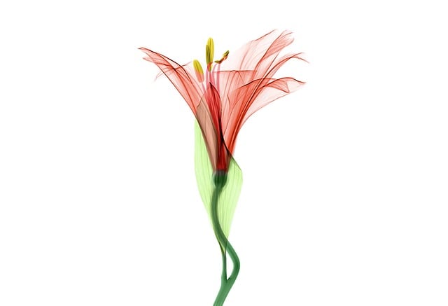 Free xray x-ray radiological illustration