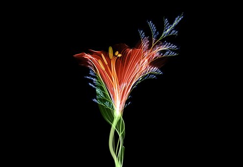 Free Xray X-Ray illustration and picture