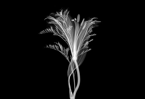 Free Xray X-Ray illustration and picture