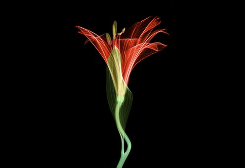Free Xray X-Ray illustration and picture