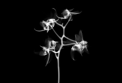 Free Xray X-Ray illustration and picture