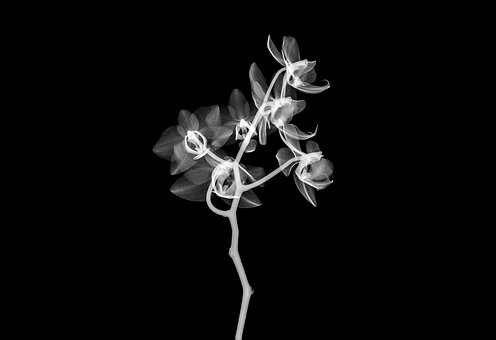 Free Xray X-Ray illustration and picture