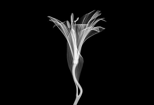 Free Xray X-Ray illustration and picture