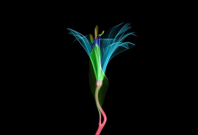 Free xray x-ray radiological illustration