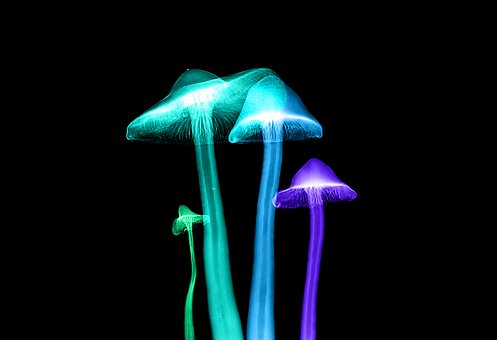 Free Xray X-Ray illustration and picture
