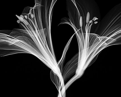 Free Xray X-Ray illustration and picture