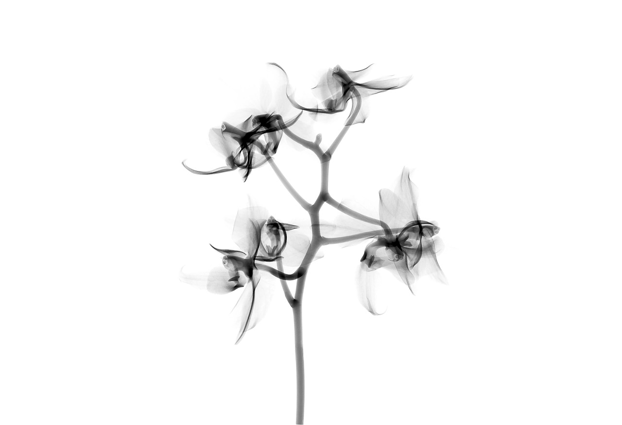 Download Xray, X-Ray, Radiological. Royalty-Free Stock Illustration ...