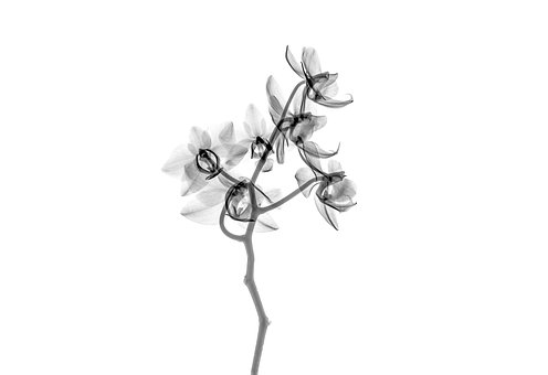 Free Xray X-Ray illustration and picture