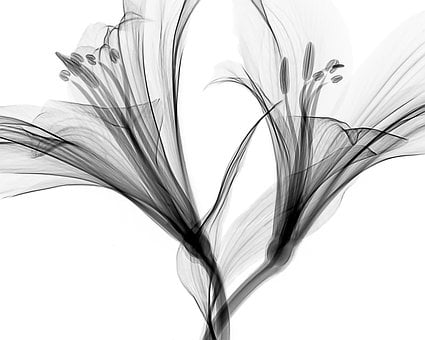 Free Xray X-Ray illustration and picture