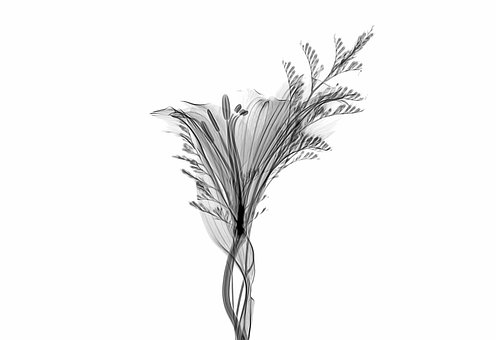 Free Xray X-Ray illustration and picture