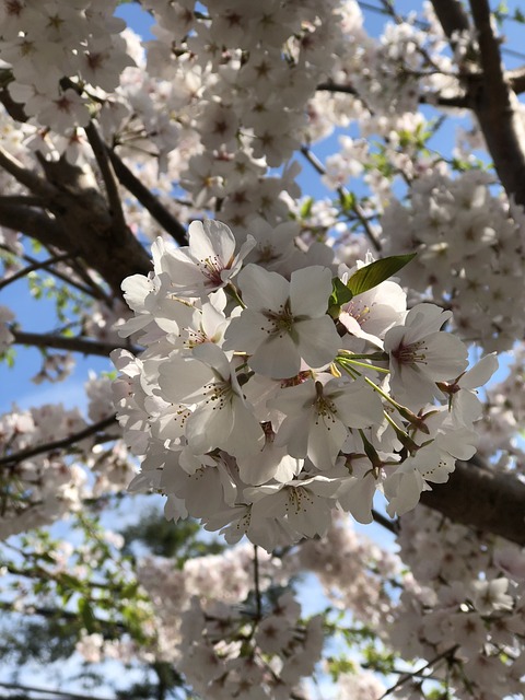 Free Cherry Blossom Dc Cherry Blossom photo and picture