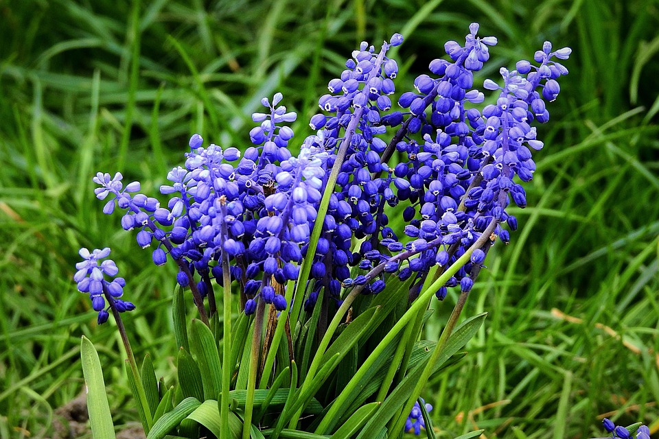 Blumen Garten Frühling Kostenloses Foto auf Pixabay