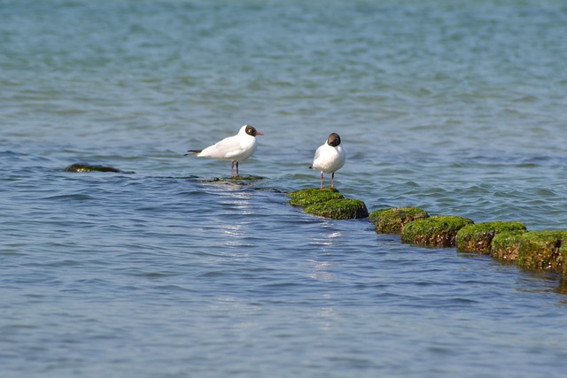Free Animal Birds photo and picture