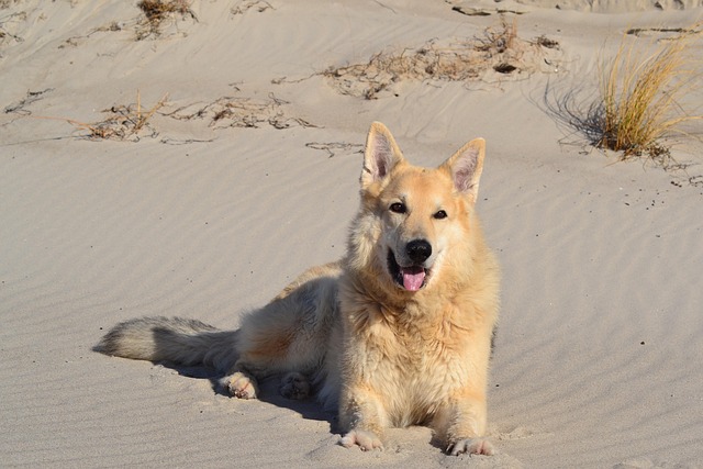 Free Animal Beach photo and picture