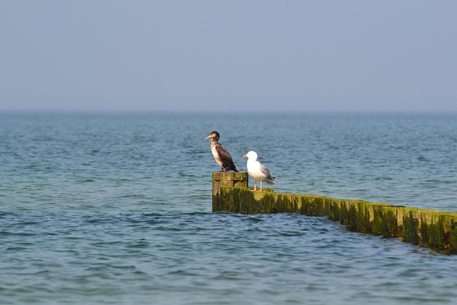 Free Animals Birds photo and picture