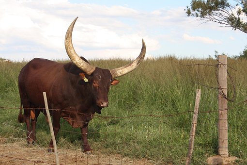 Südafrika, Drakensberge, Tier, Stier