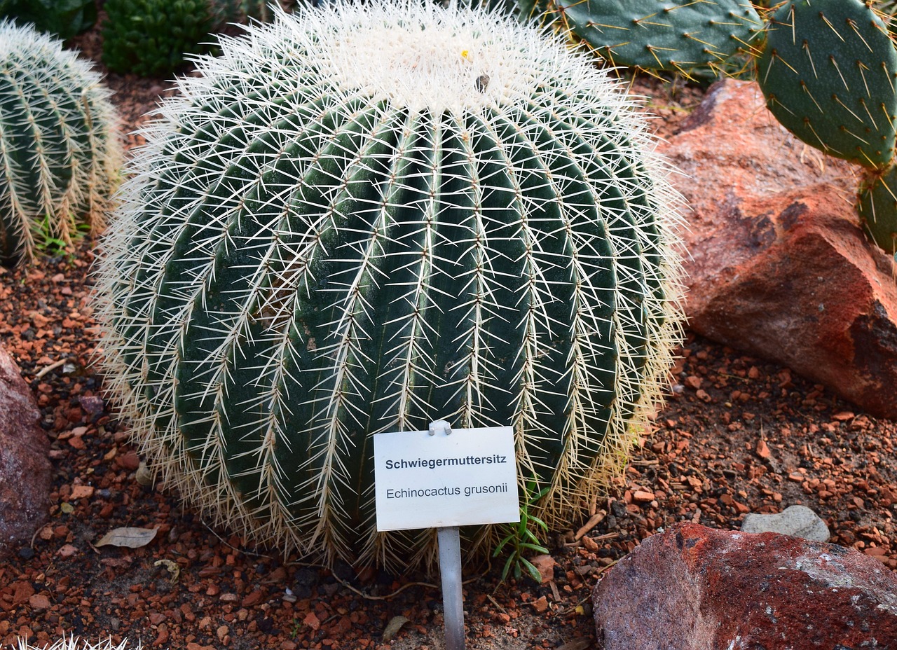 kaktus euphorbia ingens Wolfsmilch-Pflanze „Variegata“ main image 0