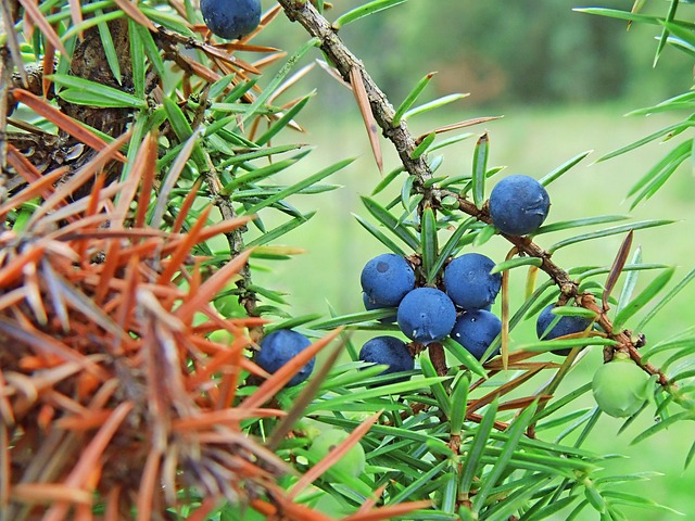 Free Bush Shrub photo and picture
