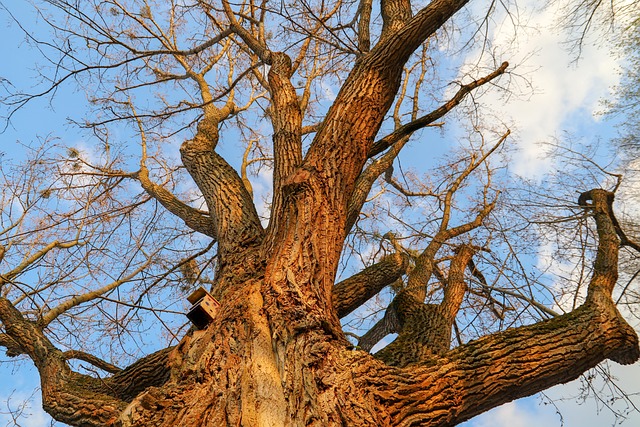 Baum, Wald, Natur, Wandern, Holz